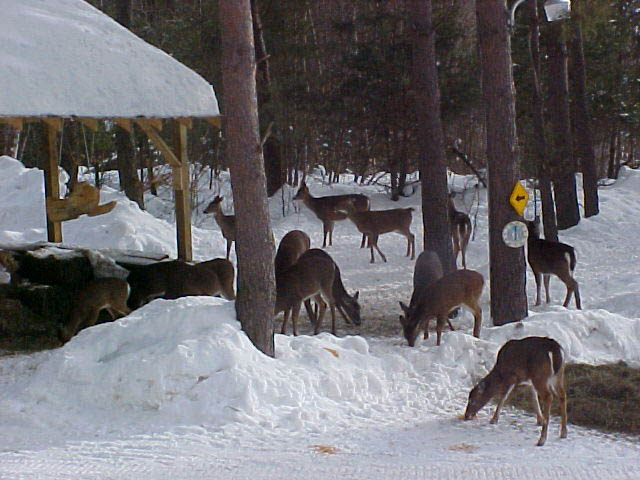 Wildlife on the property